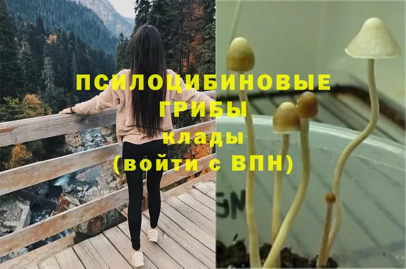 мега ссылка  Нижнекамск  Псилоцибиновые грибы Psilocybe 